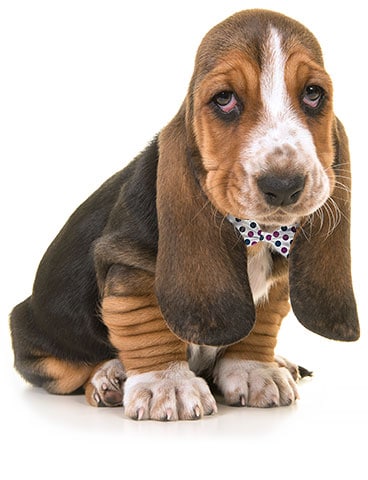 Sad basset hound puppy